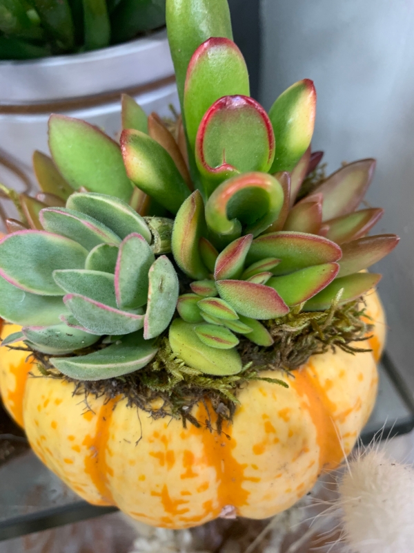 Autumn succulent arrangement