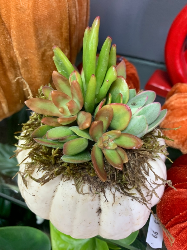 Autumn succulent arrangement