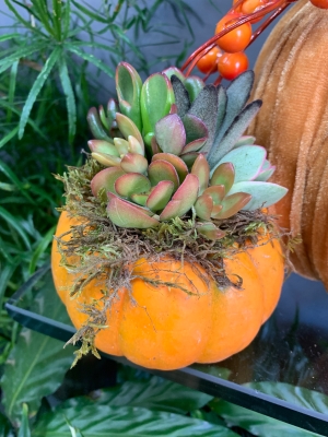 Autumn succulent arrangement