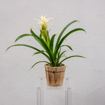 Bromeliad plant