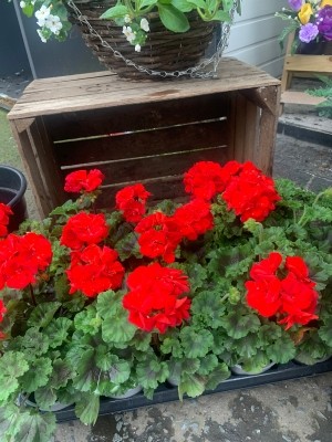 Red geranium