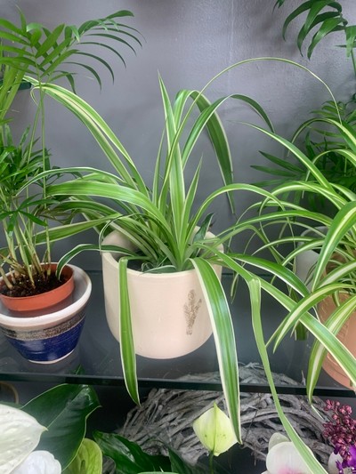 Spider plant