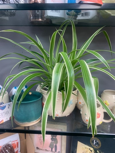 Spider plant