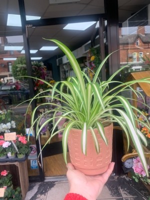 Spider plant