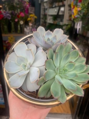 Succulent planter