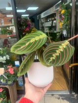 Prayer Plant