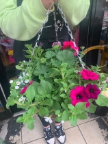 Hanging baskets