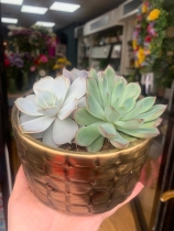 Succulent planter